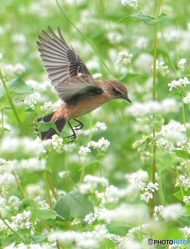 蕎麦にノビタキ⑦