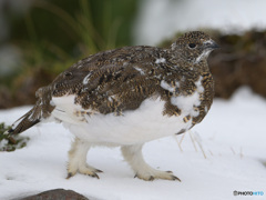 若♀雷鳥⑪