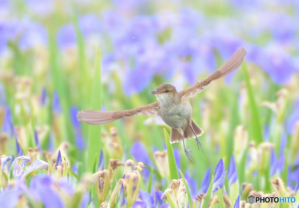 菖蒲にオオヨシキリⅡ