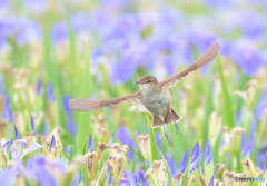 菖蒲にオオヨシキリⅡ