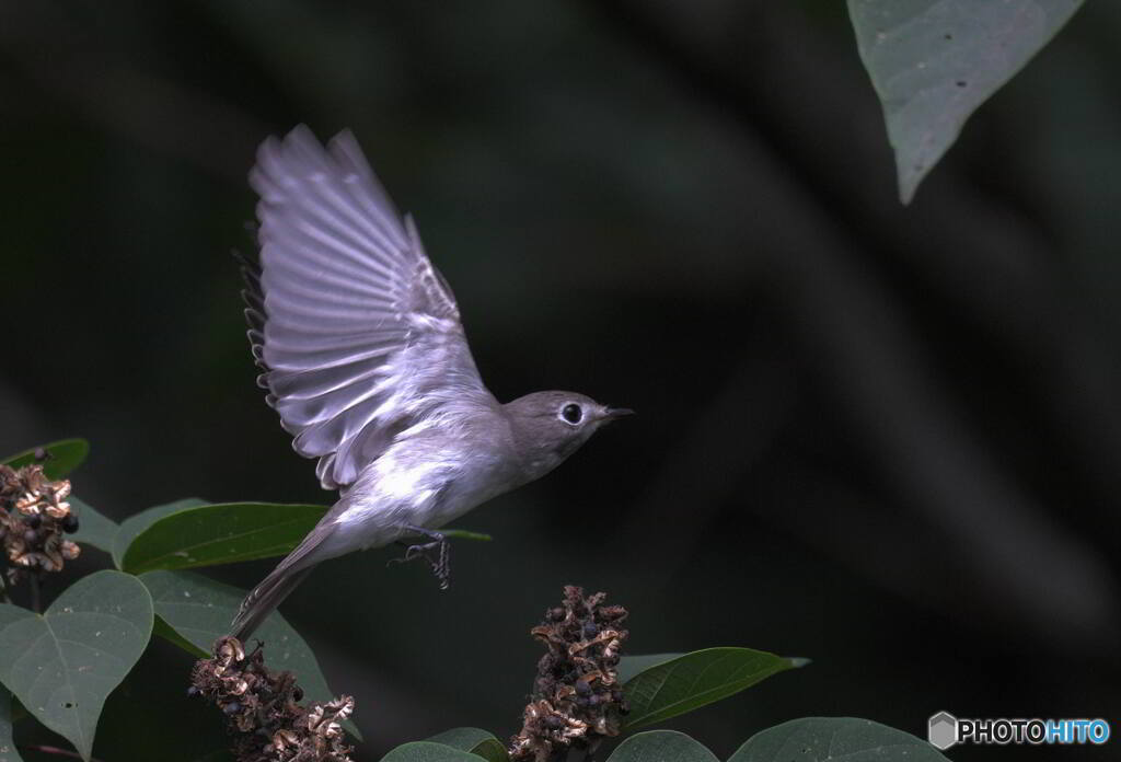 サメビタキの飛び出し