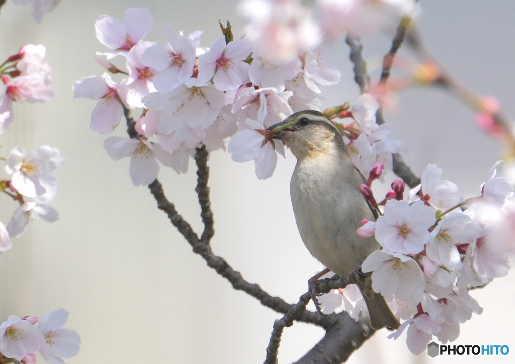 桜にニュウナイスズメ④
