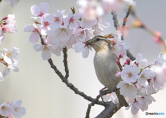 桜にニュウナイスズメ④