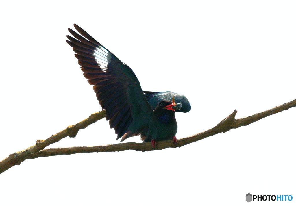 カナブンをゲット！