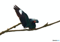 カナブンをゲット！