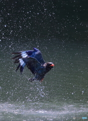 水浴びⅧ
