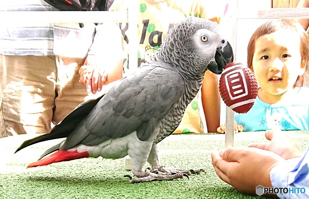 ヨウムのトライ