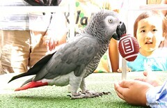 ヨウムのトライ