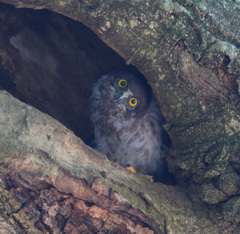 アオバズクの幼鳥④