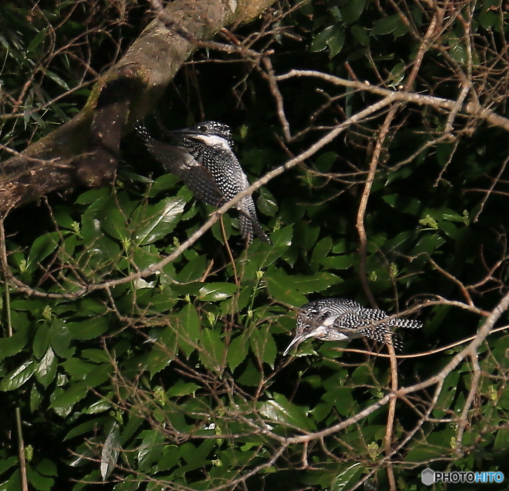 本日のツーショット(20160319）