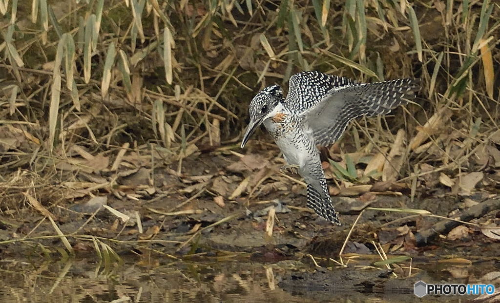 ヤマセミまで80m⑦