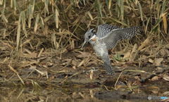 ヤマセミまで80m⑦