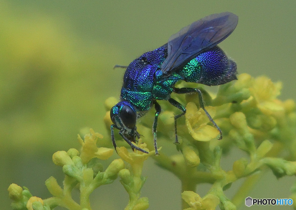 オオセイボウ⑤