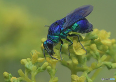 オオセイボウ⑤