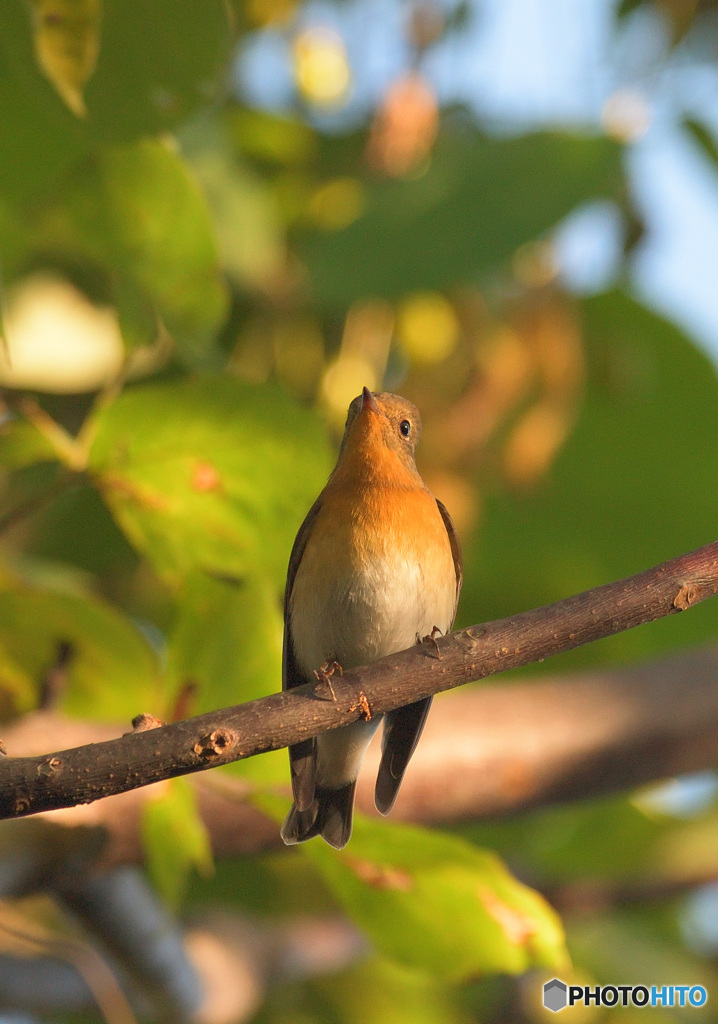 初めてのムギマキⅡ
