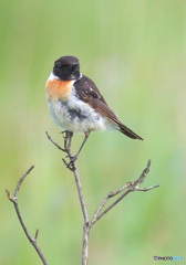 夏のノビタキくん②