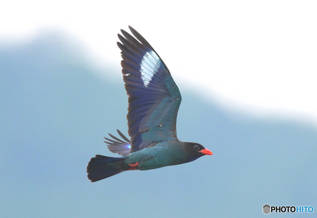 ブッポウソウ53