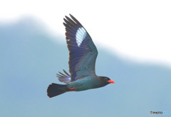 ブッポウソウ53