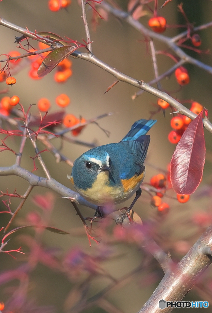 本日のルリビタキ