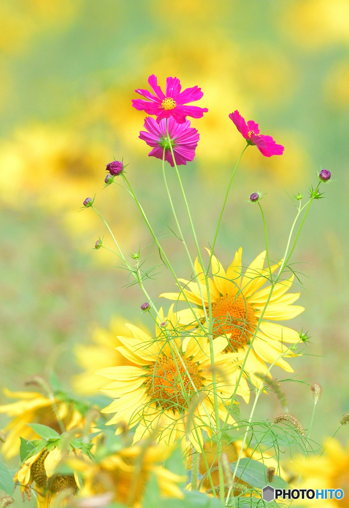 向日葵畑に秋桜