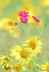 向日葵畑に秋桜