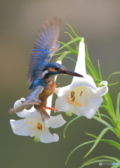 百合と戯れる翡翠さん
