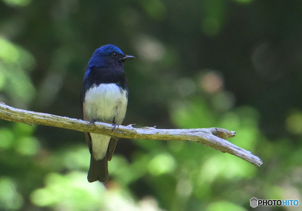 6月のオオルリ君