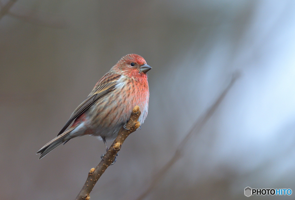 オオマシコさん2020