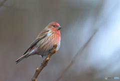 オオマシコさん2020