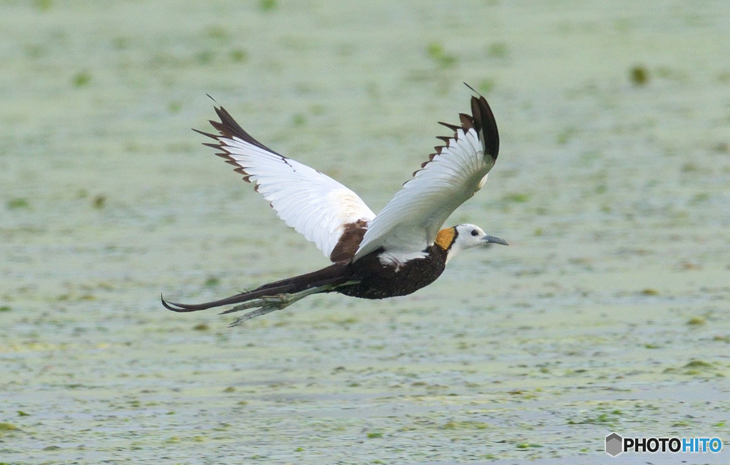 初めてのレンカク②