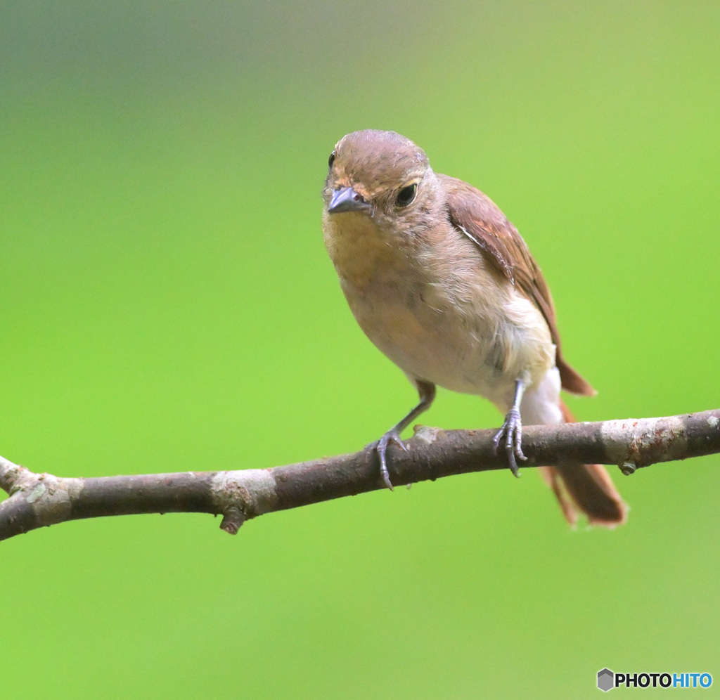６月のキビタキさん