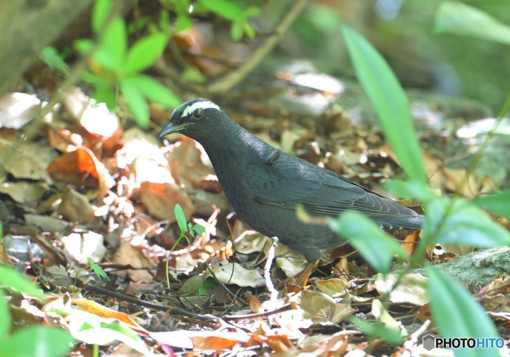 5月のマミジロ君③
