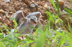 コアジサシのヒナⅡ