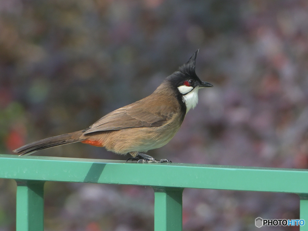 香港のコウラウン②