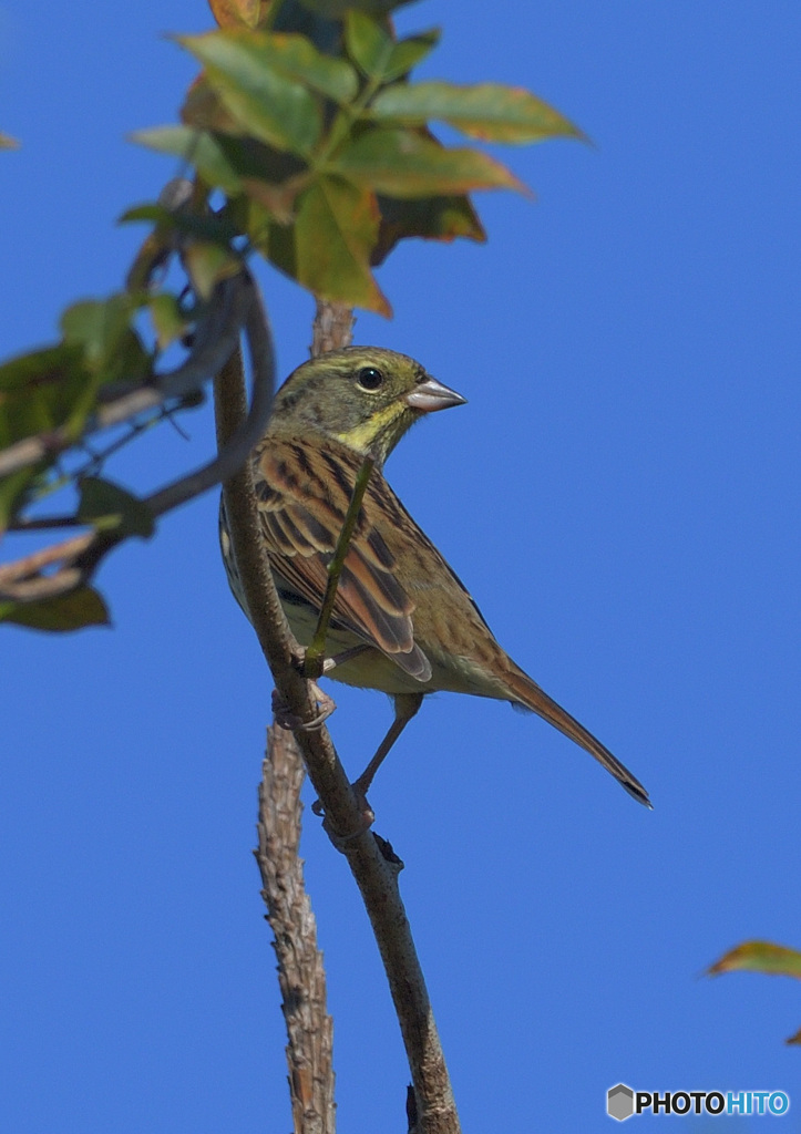 青空にアオジさん