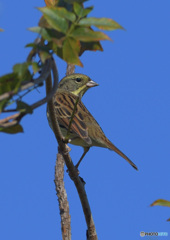 青空にアオジさん
