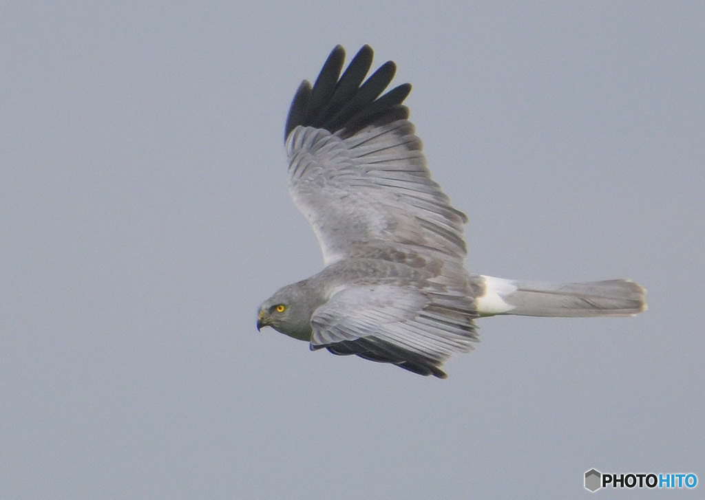 ハイイロチュウヒ③