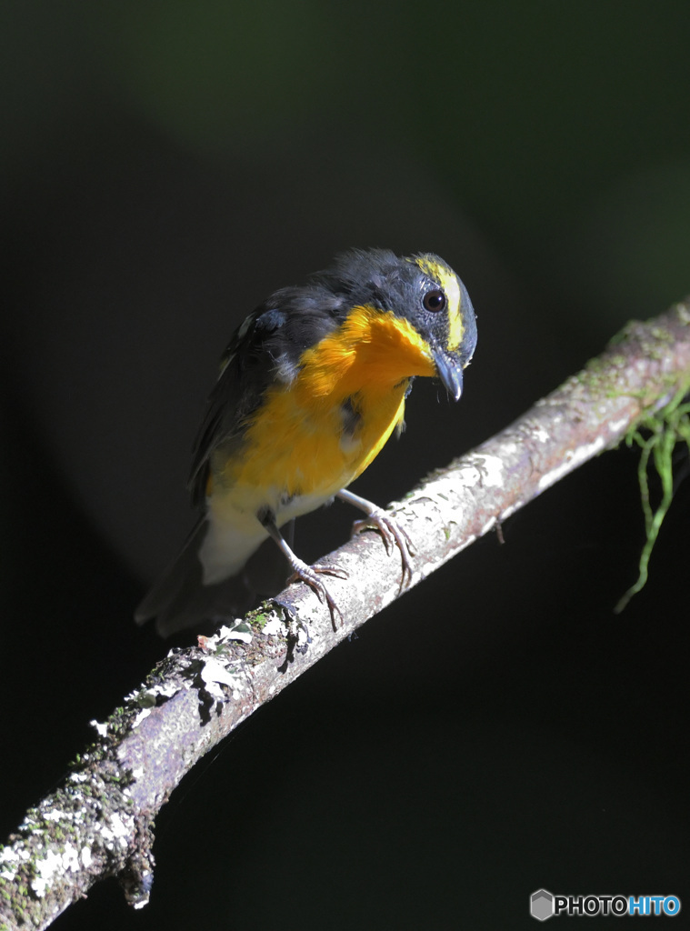 カメラ目線のキビタキ君