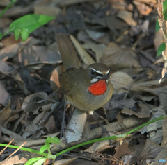 元気なノゴマ君③