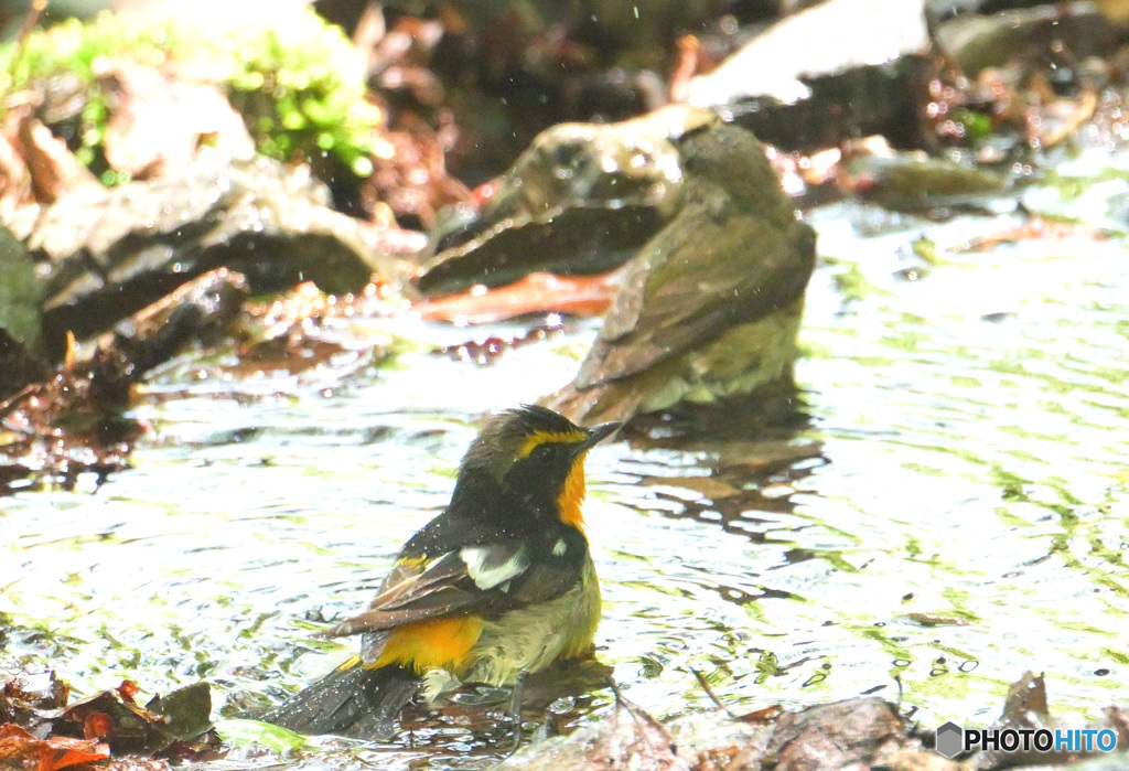 キビタキカップルの水浴び