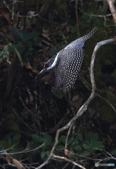 サイレント・ダイブ