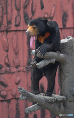 ベロ長いね(^_^;)