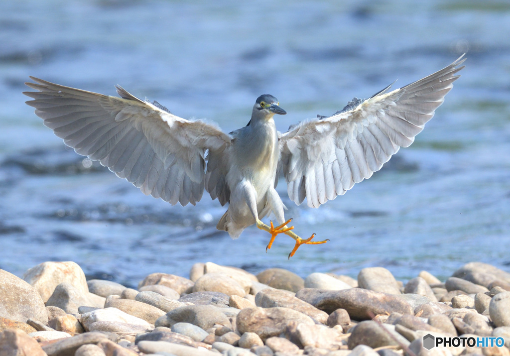ササゴイ参上！