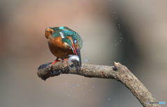 今日もバシッとね