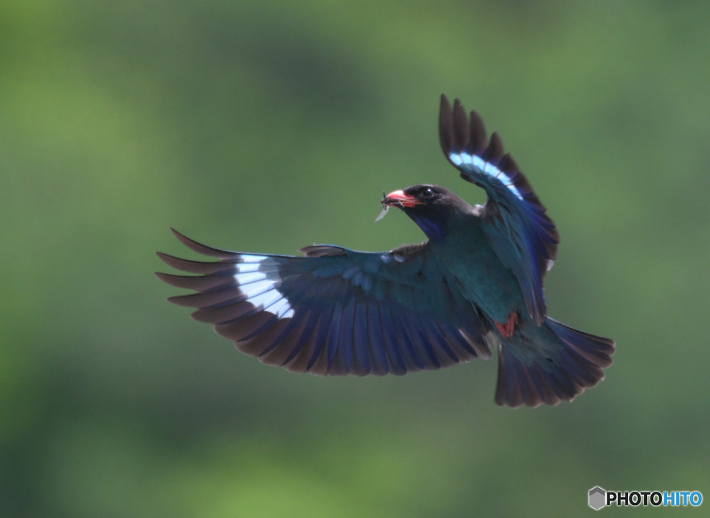 7月のブッポウソウ㊳