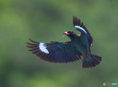 7月のブッポウソウ㊳