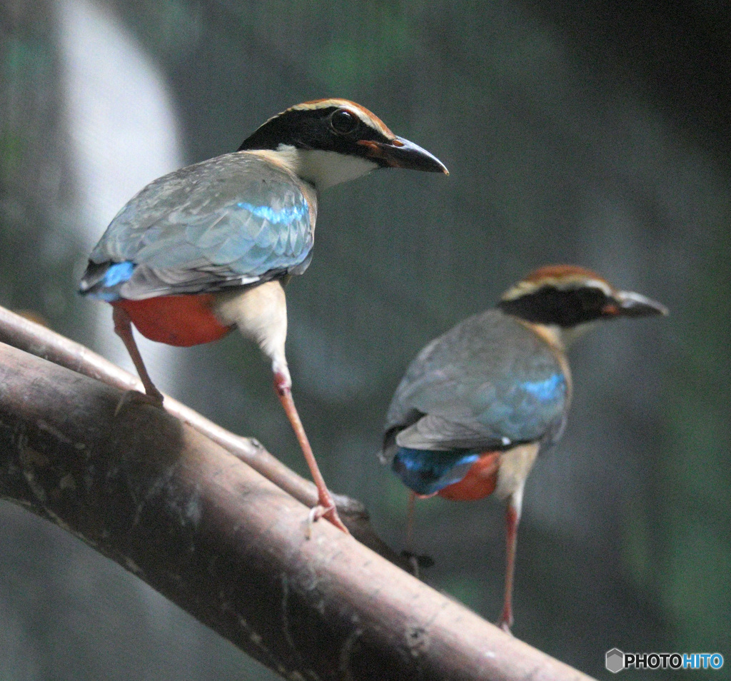 ヤイロチョウをダブルで④