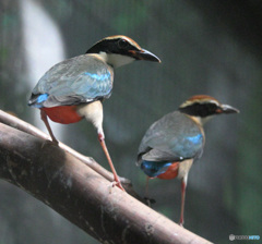 ヤイロチョウをダブルで④
