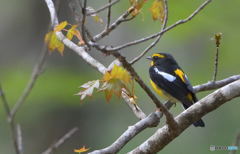 遊歩道のキビタキさんⅡ