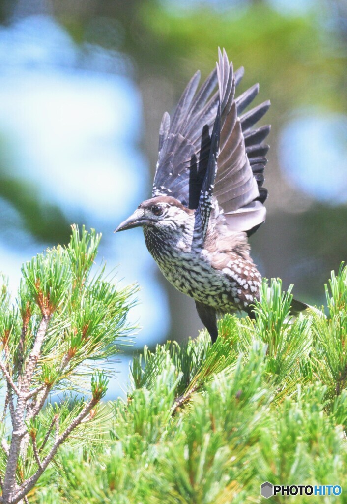 元気なホシガラス⑥
